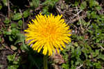 Common dandelion